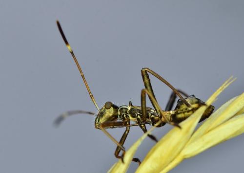 Camptopus lateralis