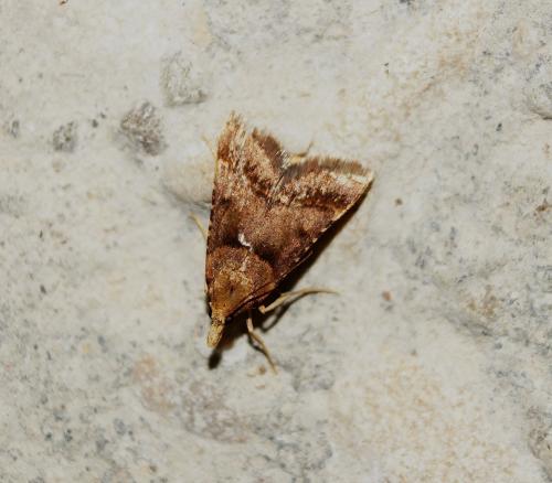 Réf. 147 148 : Stemmatophora brunnealis
