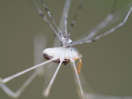 Réf. 147 290 : Dicranopalpus sp.