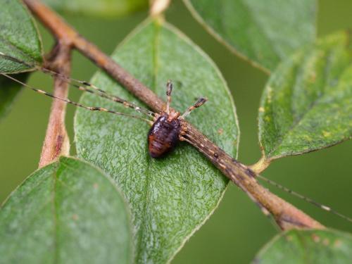 Réf. 147 514 : Dicranopalpus ramosus