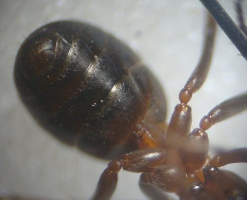 Formica sp.