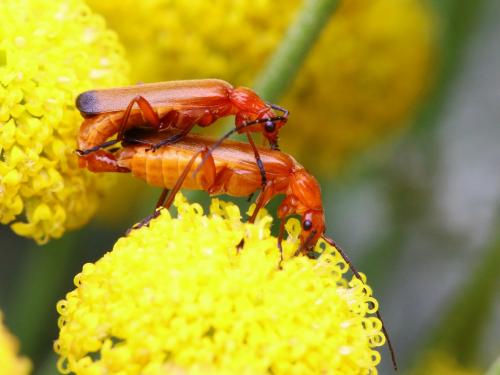 Réf. 147 422 : Rhagonycha fulva