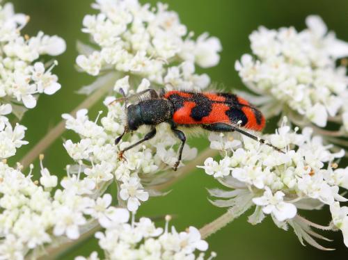Trichodes alvearius