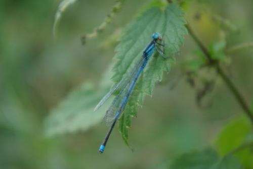 Erythromma lindenii