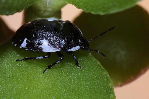 Tritomegas sexmaculatus