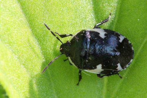 Tritomegas sexmaculatus
