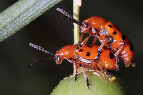 Réf. 147 145 : Crioceris duodecimpunctata