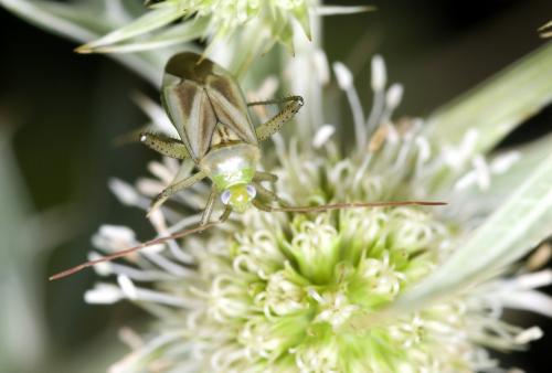 Réf. 147 273 : Adelphocoris sp.
