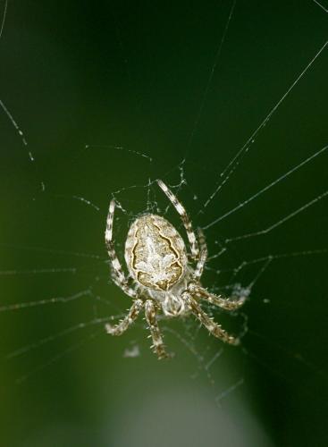 Réf. 147 912 : Larinioides sclopetarius
