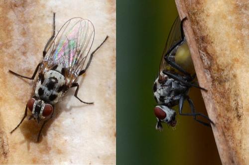 Anthomyia pluvialis