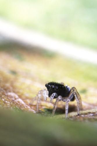 Réf. 147 258 : Heliophanus kochii