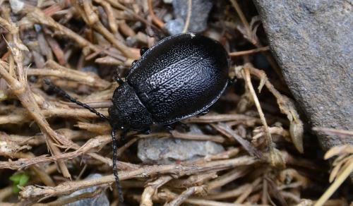 Galeruca tanaceti