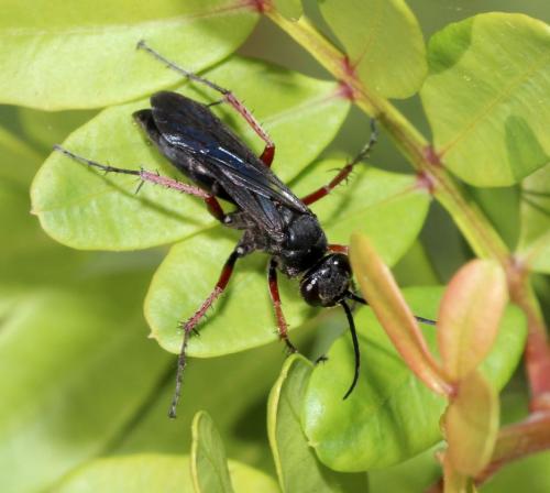 Episyron coccineipes