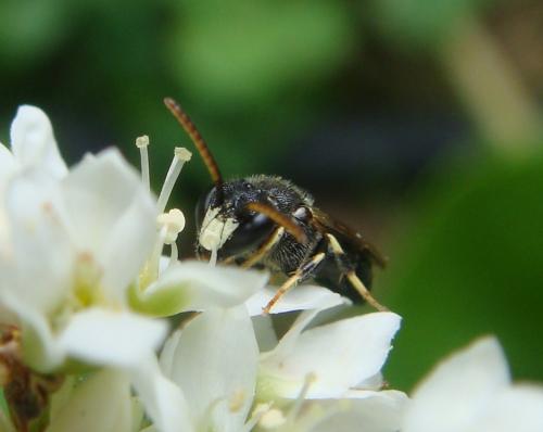Hylaeus hyalinatus