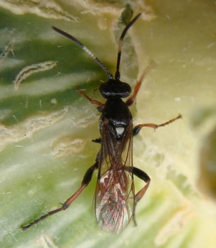 Réf. 147 240 : Ichneumon sp.