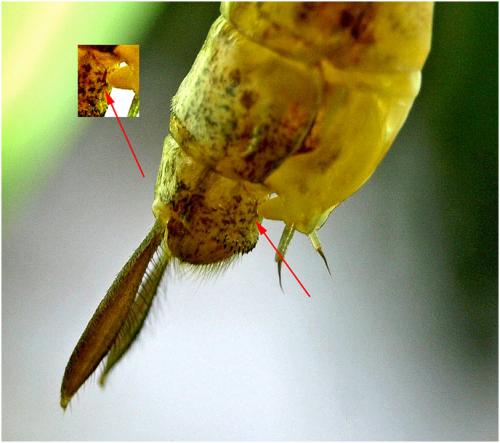 Aeshna cyanea
