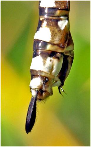 Aeshna cyanea