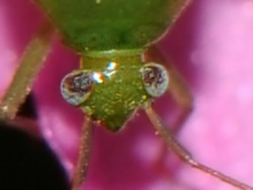 Réf. 147 245 : Lygocoris pabulinus