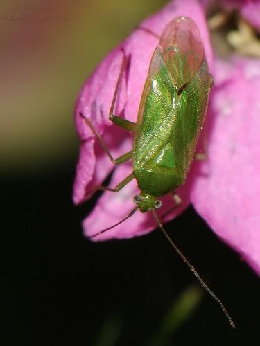 Réf. 147 247 : Lygocoris pabulinus