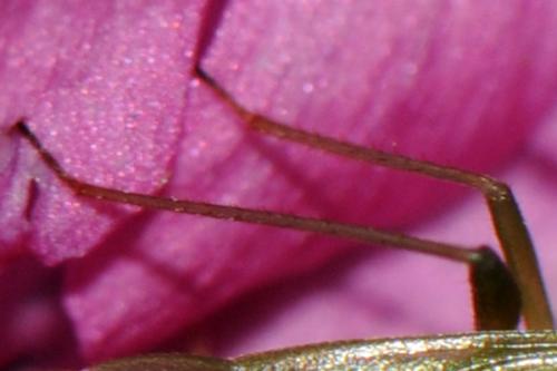 Réf. 147 246 : Lygocoris pabulinus