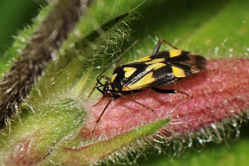 Réf. 147 238 : Grypocoris sexguttatus