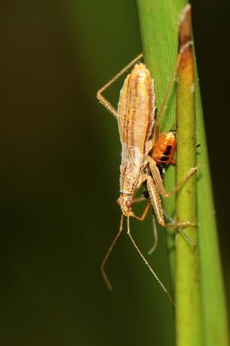 Réf. 147 236 : Nabis limbatus