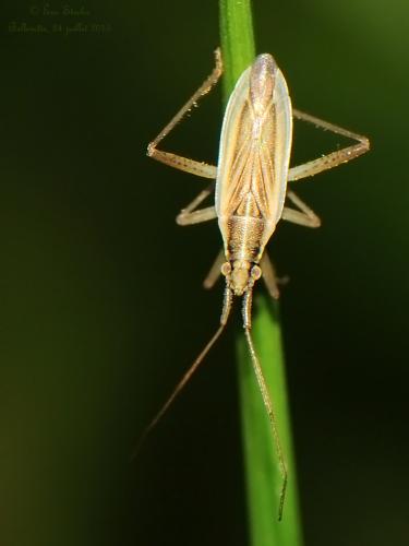 Stenodema holsata