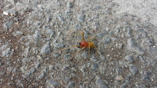 Cheiracanthium sp.