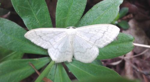 Réf. 147 226 : Scopula floslactata