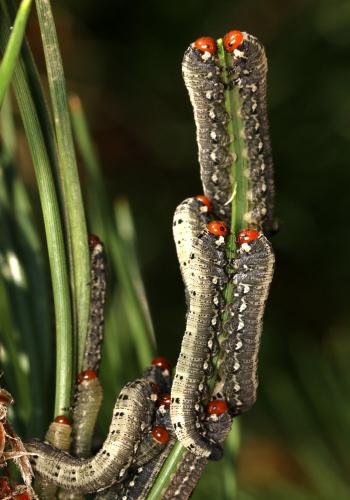 Gilpinia socia