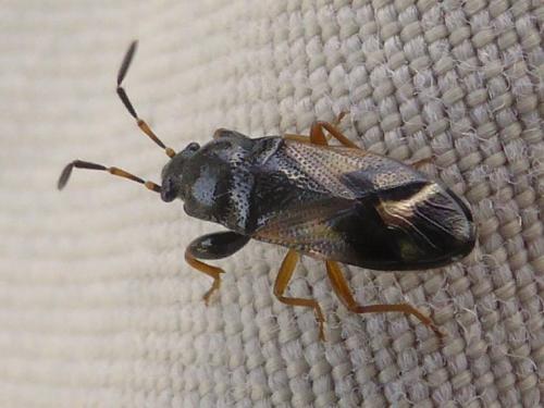 Megalonotus praetextatus