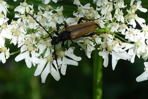 Stictoleptura rubra