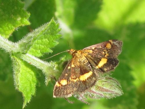 Réf. 147 025 : Pyrausta aurata