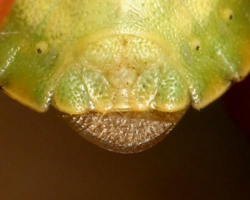 Réf. 147 116 : Antheminia lunulata