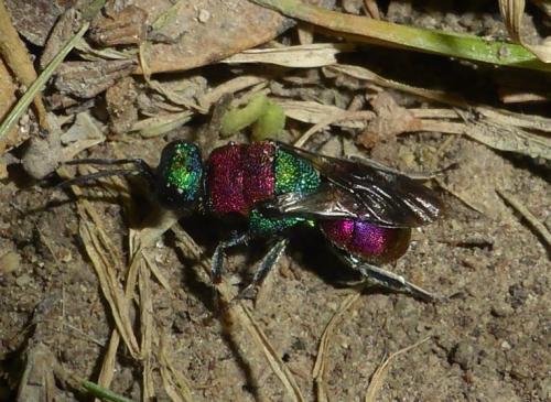 Réf. 147 051 : Hedychrum sp.