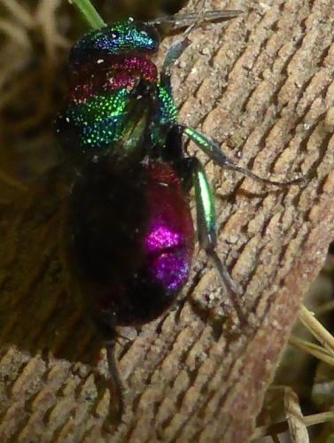 Hedychrum sp.