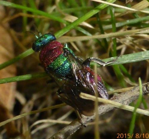 Hedychrum sp.