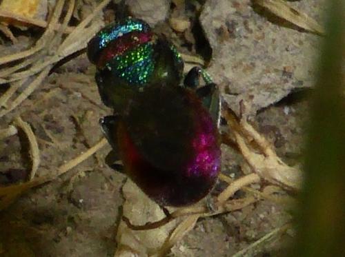 Hedychrum sp.