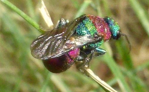 Réf. 147 066 : Hedychrum sp.