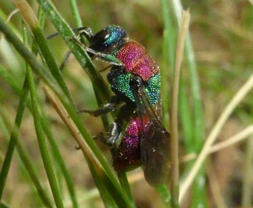 Hedychrum sp.