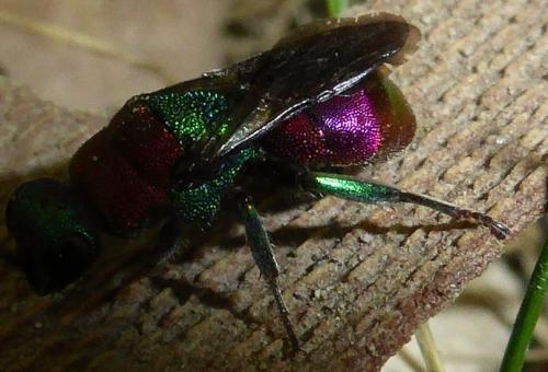 Hedychrum sp.