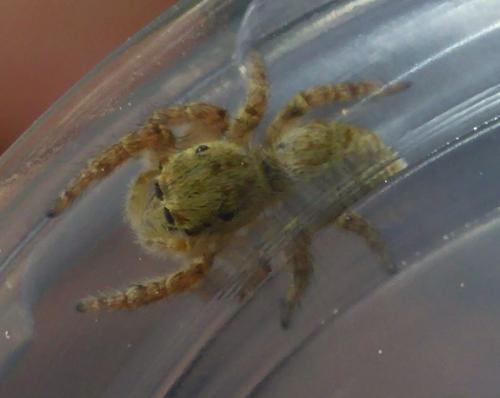 Carrhotus xanthogramma