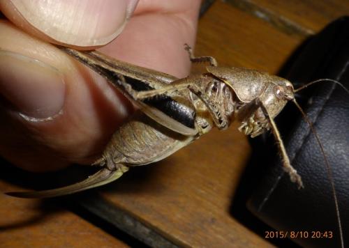 Rhacocleis poneli