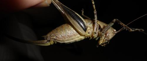 Rhacocleis poneli