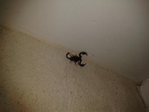 Réf. 147 496 : Euscorpius sp.