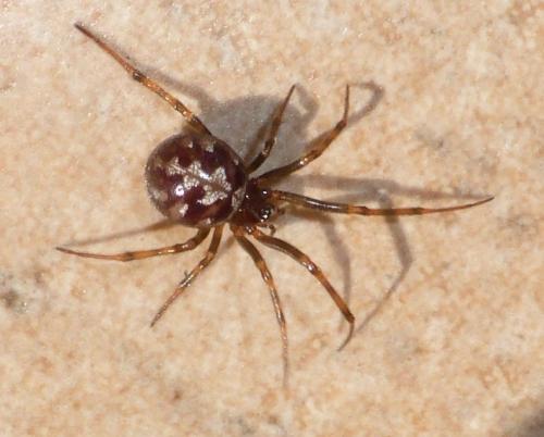 Réf. 147 642 : Steatoda triangulosa