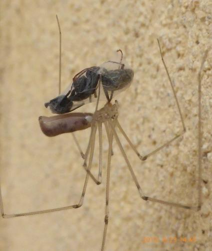 Réf. 147 997 : Pholcus phalangioides