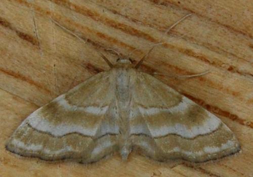 Idaea circuitaria