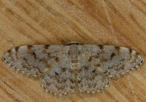 Réf. 147 520 : Scopula asellaria