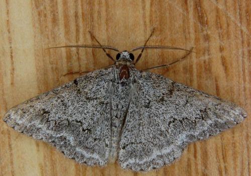 Pseudoterpna coronillaria